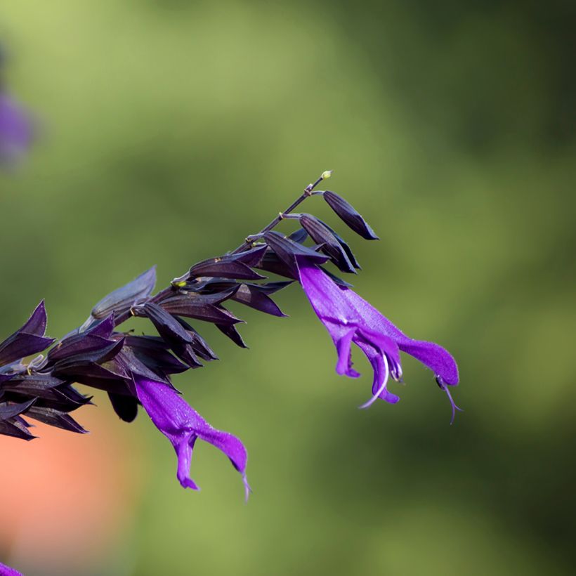 Salvia guaranitica Amistad violet - Guarani-Salbei (Flowering)