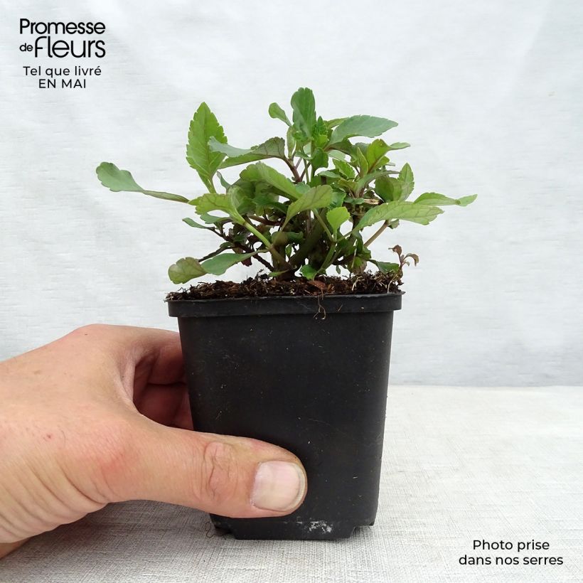 Example of Salvia hybrida Ember's Wish - Salbei Kleine Töpfe von 8/9 cm as you get in printemps