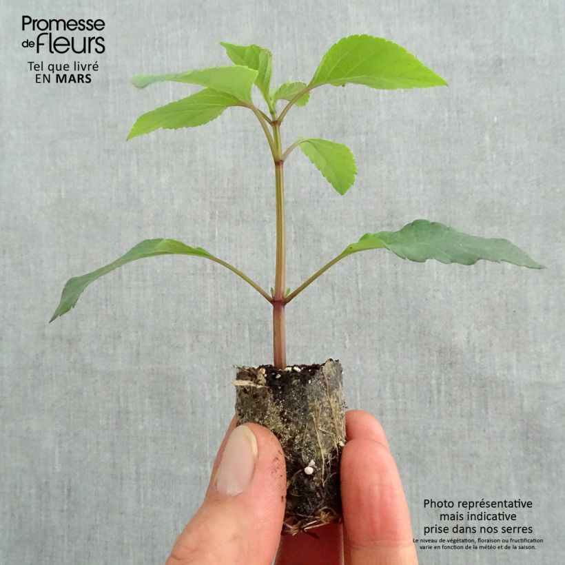 Example of Salvia hybrida Ember's Wish - Salbei Mini-Plug Ø 3/4 cm as you get in printemps