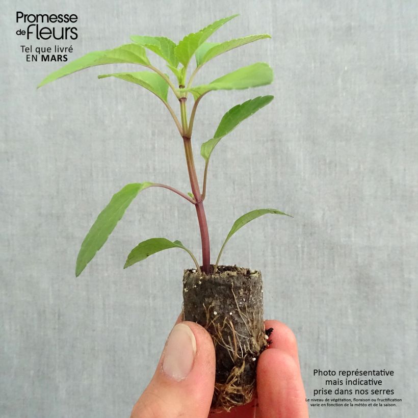 Exemplar von Salvia buchananii Love and Wishes - Salbei Mini-Plug Ø 3/4 cm wie im Frühjahr geliefert