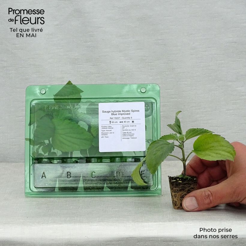 Exemplar von Mehliger Salbei Mystic Spires Blue Improved - Salvia Mini-Plug Ø 3/4 cm wie im Frühjahr geliefert