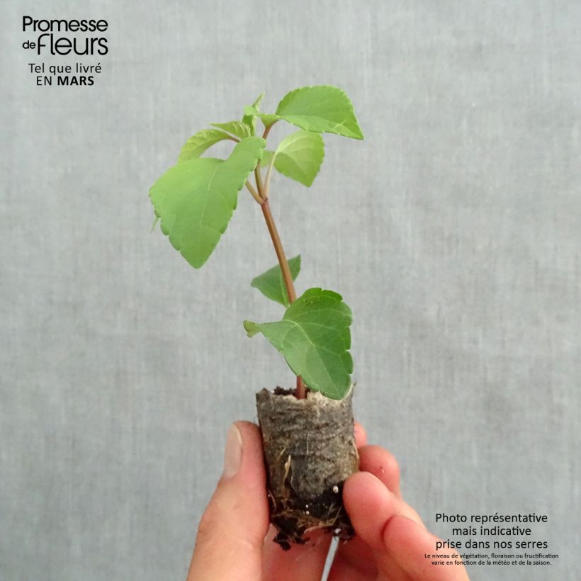 Exemplar von Salvia Wendy's Wish - Ziersalbei Mini-Plug Ø 3/4 cm wie im Frühjahr geliefert