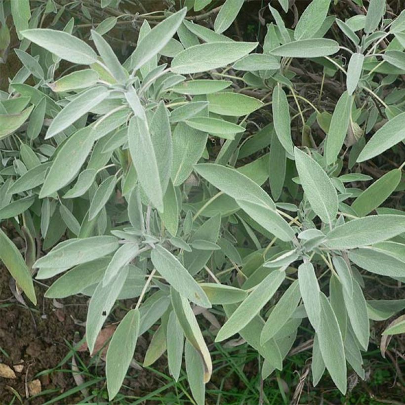 Salvia officinalis - Echter Salbei (Foliage)