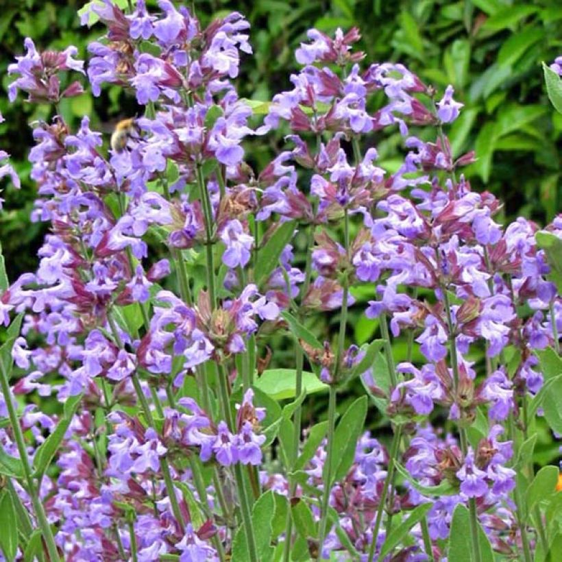 Salvia officinalis - Echter Salbei (Flowering)