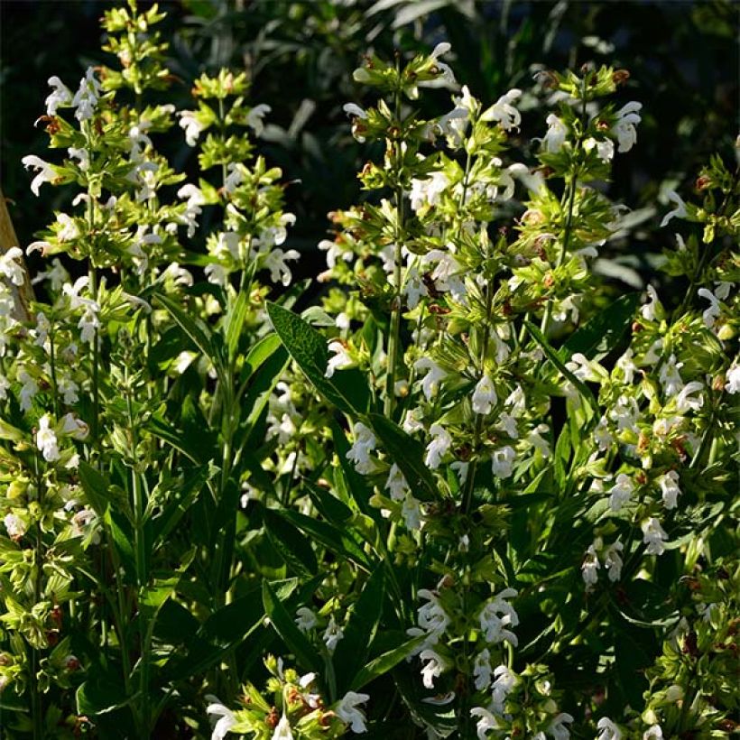 Echter Salbei Albiflora - Salvia officinalis (Wuchs)