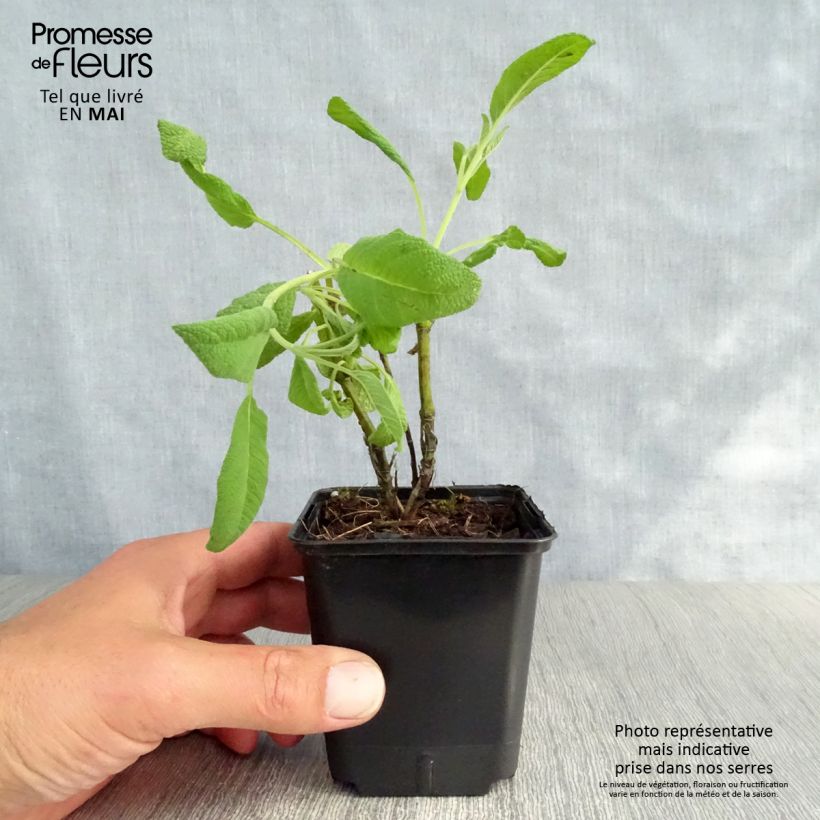 Exemplar von Echter Salbei Albiflora - Salvia officinalis Kleine Töpfe von 8/9 cm wie im Frühjahr geliefert