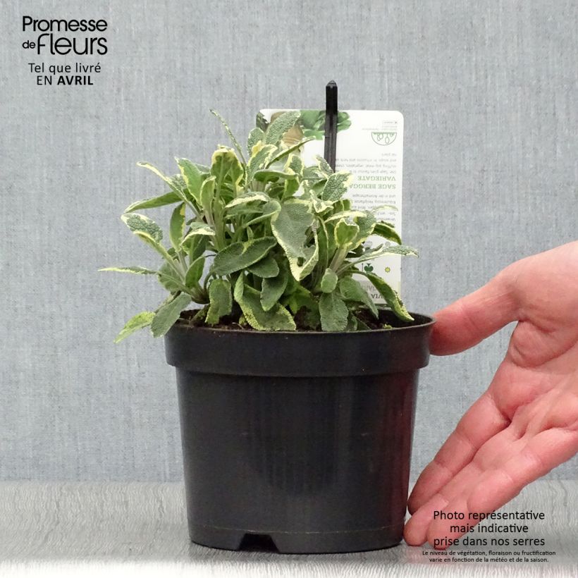 Exemplar von Echter Salbei Berggarten Variegated - Salvia officinalis Topf mit 1,5L/2L wie im Frühjahr geliefert