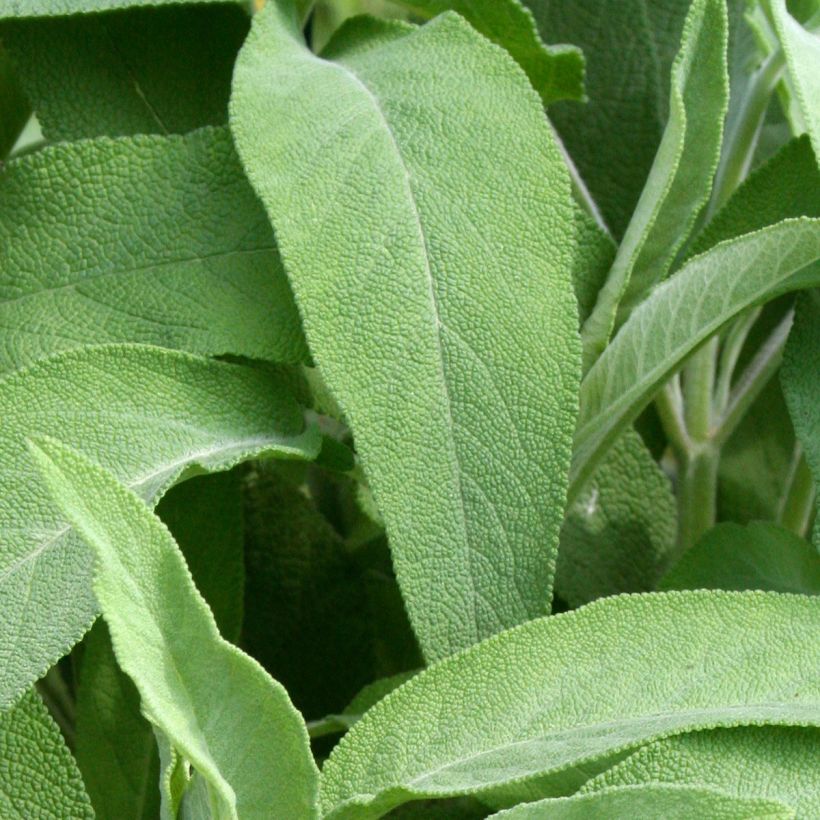 Echter Salbei Elephant Ear - Salvia officinalis (Laub)