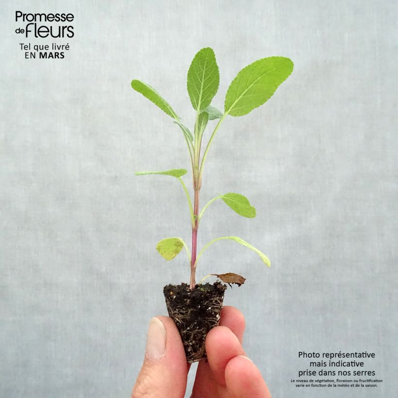 Exemplar von Echter Salbei Grower's Friend - Salvia officinalis Mini-Plug Ø 3/4 cm wie im Frühjahr geliefert