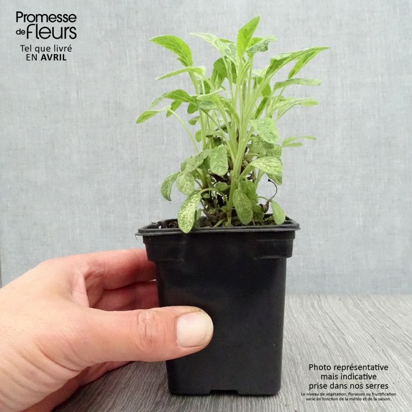 Example of Echter Salbei Aurea - Salvia officinalis Kleine Töpfe von 7/8 cm as you get in printemps