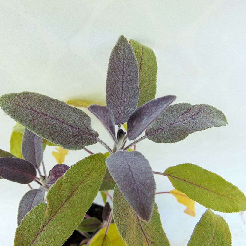 Echter Salbei Purpurascens - Salvia officinalis (Foliage)