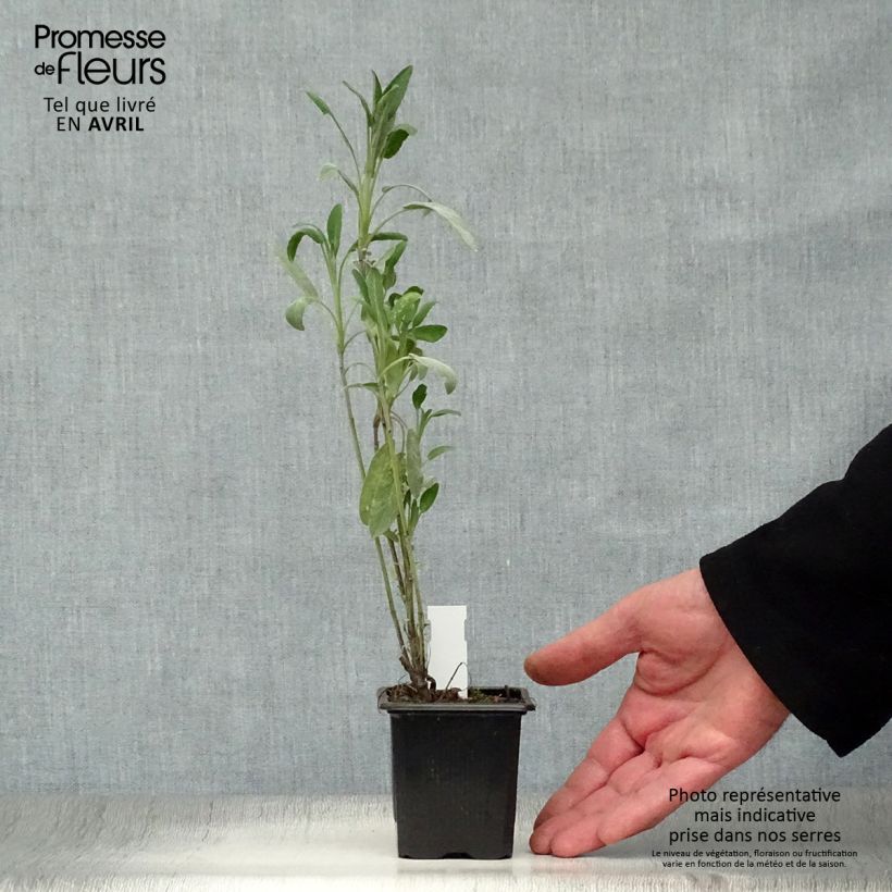 Example of Salvia officinalis - Echter Salbei Kleine Töpfe von 8/9 cm as you get in printemps