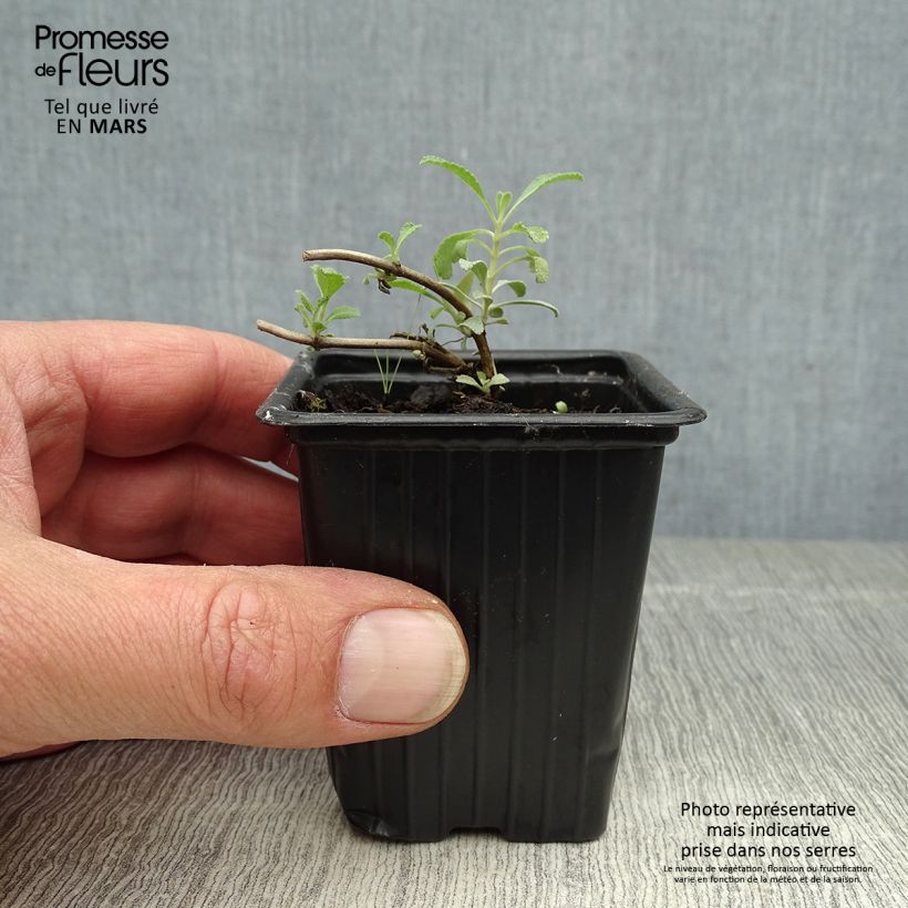 Example of Weiße Salbei - Salvia apiana Kleine Töpfe von 7/8 cm as you get in printemps