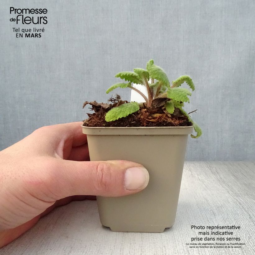 Example of Muskat-Salbei Vatican White - Salvia sclarea Kleine Töpfe von 8/9 cm as you get in printemps