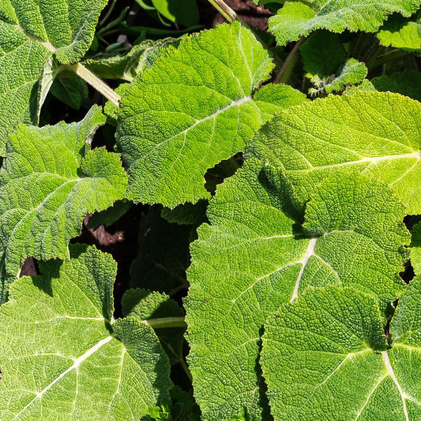Muskat-Salbei - Salvia sclarea (Foliage)