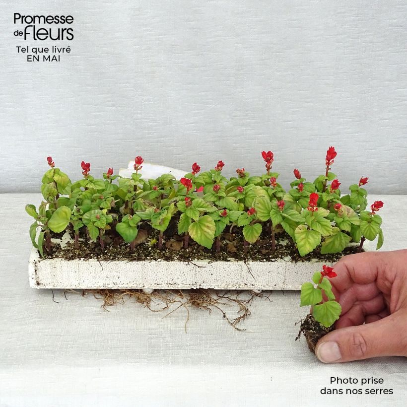 Exemplar von Feuer-Salbei Carambita - Salvia Mini-Plug: Plug 2,2 cm x 2 cm in Anzuchtplatte à 35 Stück wie im Frühjahr geliefert