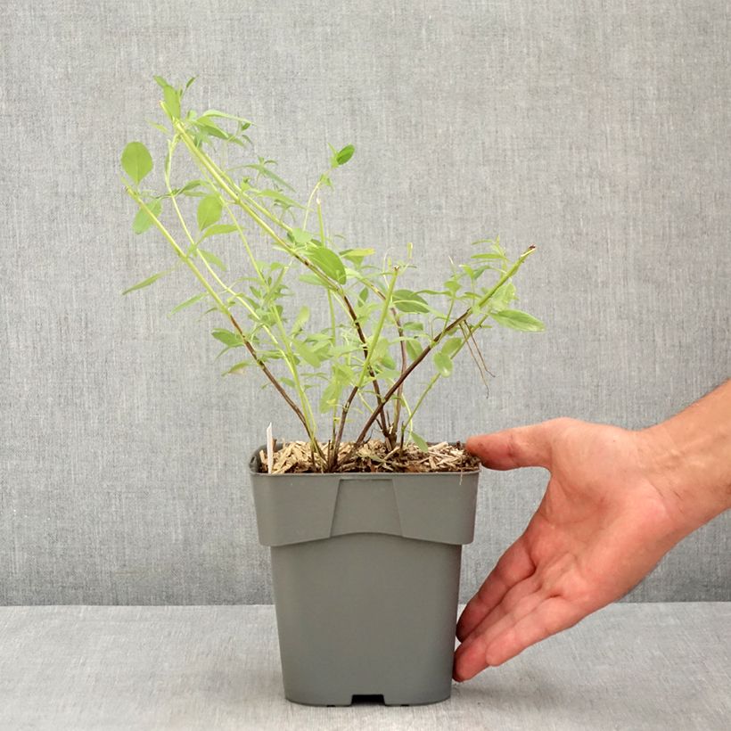 Exemplar von Salvia greggii Amethyst Lips - Strauchiger Salbei Topf mit 2L/3L wie im Sommer geliefert