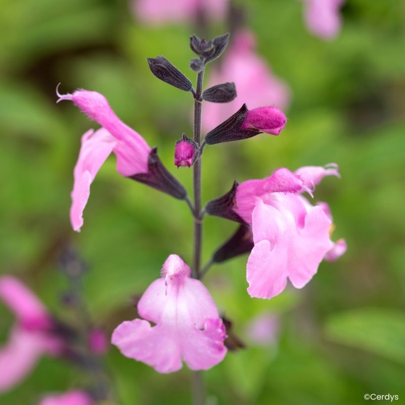 Sauge arbustive Malabar - Salvia jamensis (Blüte)