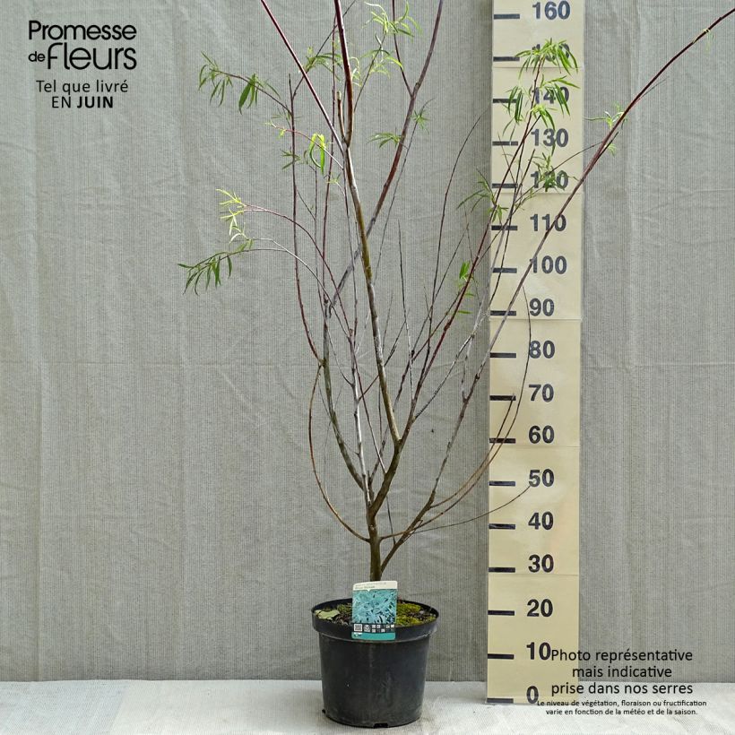 Example of Spitzblättrige Weide Blue Streak - Salix acutifolia Topf mit 7,5L/10L as you get in printemps