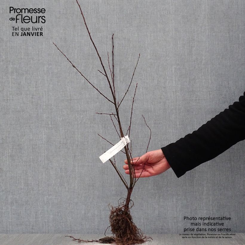 Exemplar von Ohr-Weide - Salix aurita Wurzelnackt, Strauch wie im Winter geliefert