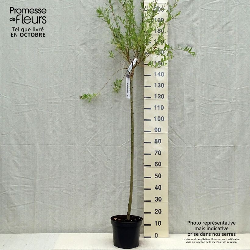 Exemplar von Harlekinweide Hakuro Nishiki - Salix integra Topf mit 7,5L/10L, Stamm wie im Herbst geliefert