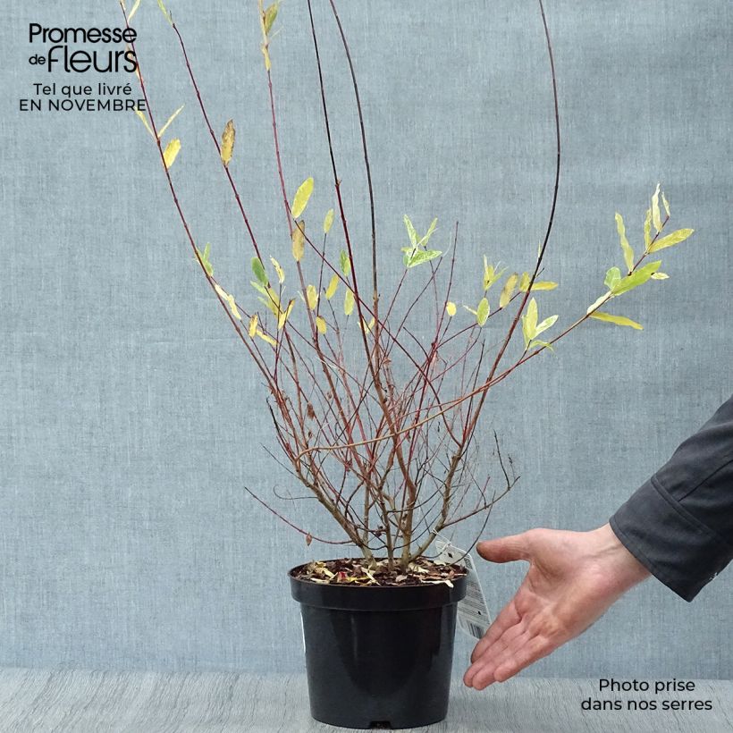Exemplar von Harlekinweide Hakuro Nishiki - Salix integra Topf mit 2L/3L, Strauch wie im Herbst geliefert