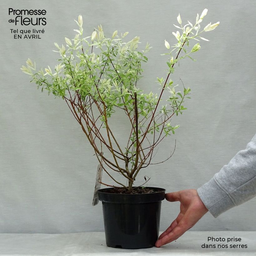 Example of Harlekinweide Hakuro Nishiki - Salix integra Topf mit 2L/3L, Strauch as you get in printemps