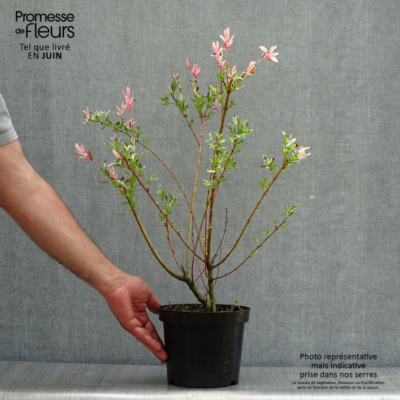 Exemplar von Harlekinweide Hakuro Nishiki - Salix integra Topf mit 2L/3L, Strauch wie im Sommer geliefert