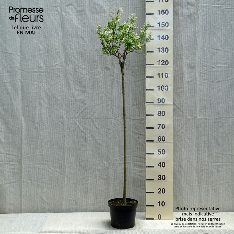 Example of Harlekinweide Hakuro Nishiki - Salix integra Topf mit 4L/5L, Stamm as you get in printemps