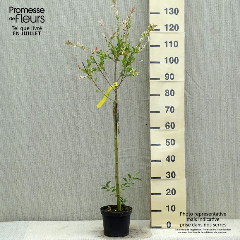Exemplar von Harlekinweide Hakuro Nishiki - Salix integra Topf mit 2L/3L, Stamm wie im Sommer geliefert