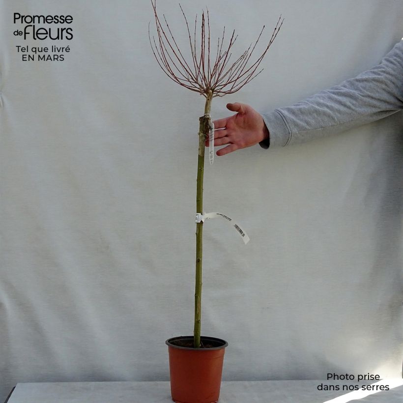 Example of Harlekinweide Hakuro Nishiki - Salix integra Topf mit 2L/3L, Stamm as you get in printemps