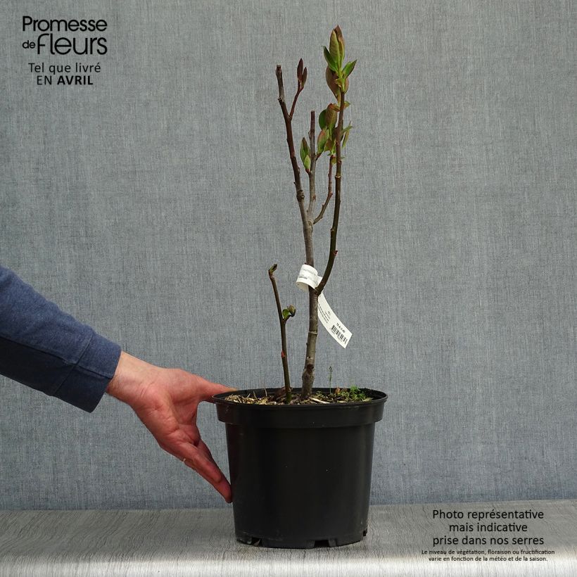 Example of Pracht-Weide - Salix magnifica Topf mit 4L/5L as you get in printemps
