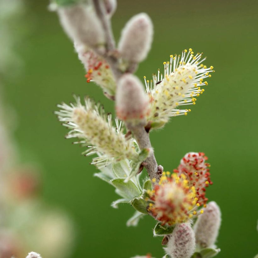 Salix candida Iceberg Alley - Salbei-Weide (Flowering)