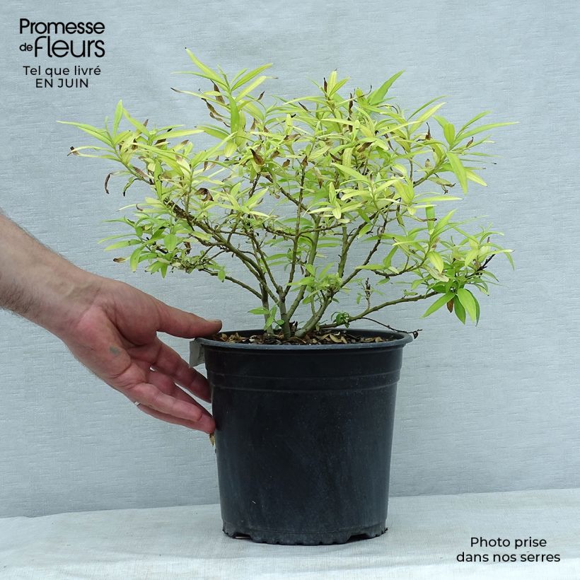 Exemplar von Drachenweide Golden Sunshine - Salix sachalinensis Topf mit 4L/5L wie im Sommer geliefert