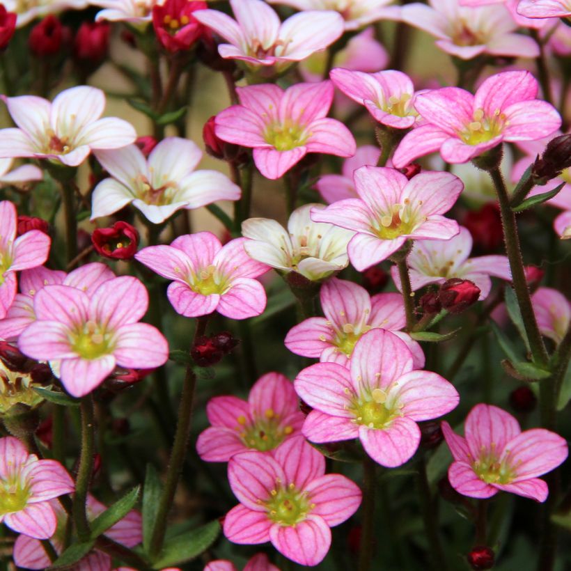Saxifraga Irish - Rasen-Steinbrech (Blüte)