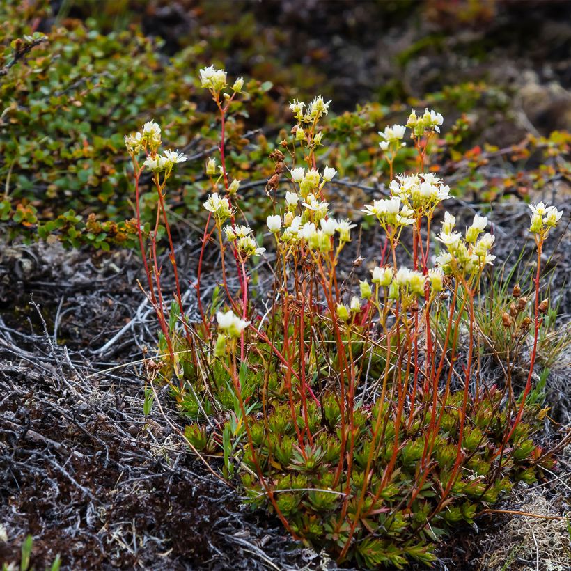 Saxifraga Irish - Rasen-Steinbrech (Wuchs)