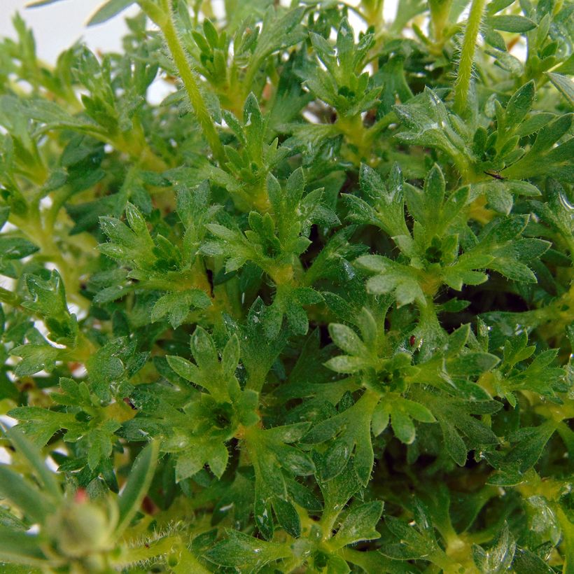 Saxifraga arendsii Adebar - Garten-Moos-Steinbrech (Foliage)