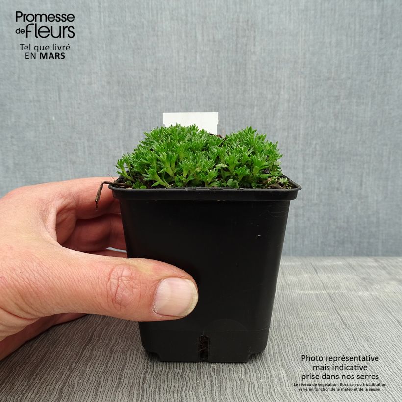 Example of Saxifraga arendsii Compactum - Garten-Moos-Steinbrech Kleine Töpfe von 8/9 cm as you get in printemps