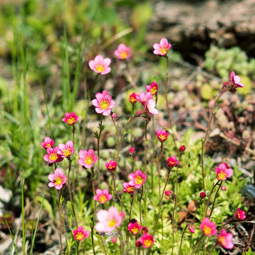 Saxifraga arendsii Peter Pan - Garten-Moos-Steinbrech (Wuchs)