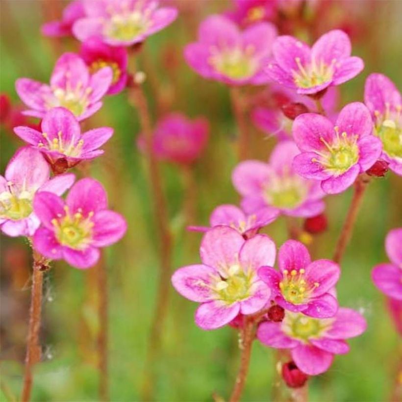 Saxifraga arendsii Purpurteppich - Garten-Moos-Steinbrech (Flowering)