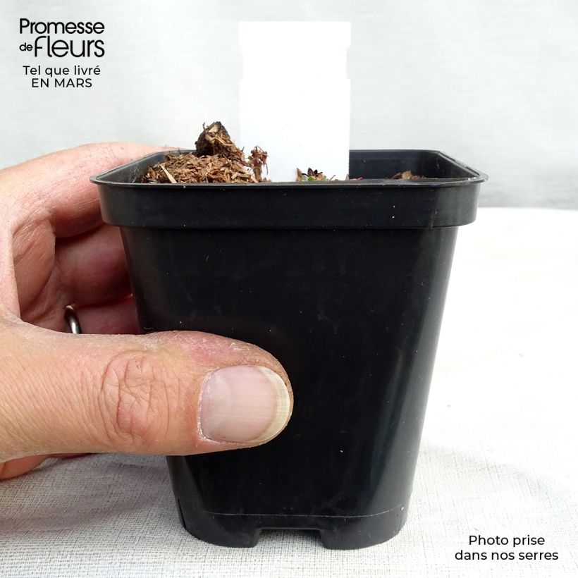 Example of Saxifraga arendsii Purpurteppich - Garten-Moos-Steinbrech Kleine Töpfe von 8/9 cm as you get in printemps