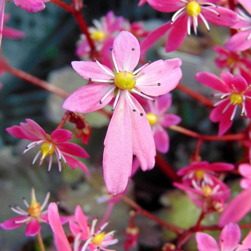 Saxifraga cortusifolia Black Ruby - Herbst-Steinbrech (Blüte)