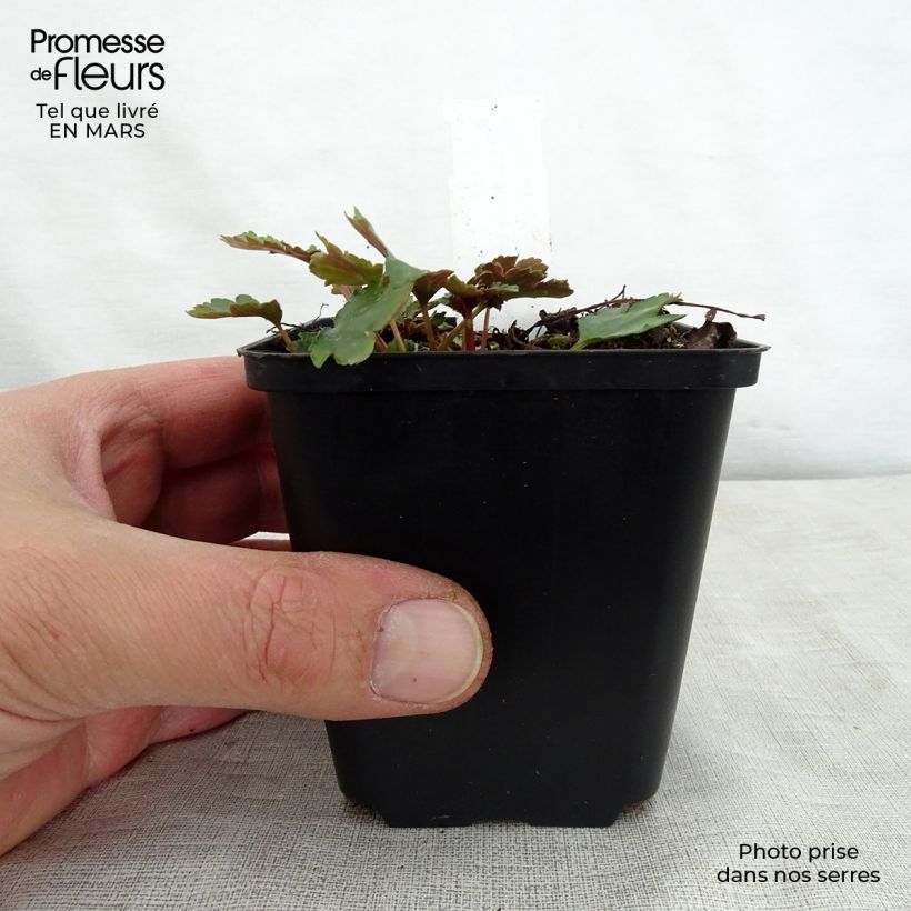 Example of Saxifraga cortusifolia Shiranami - Herbst-Steinbrech Kleine Töpfe von 8/9 cm as you get in printemps