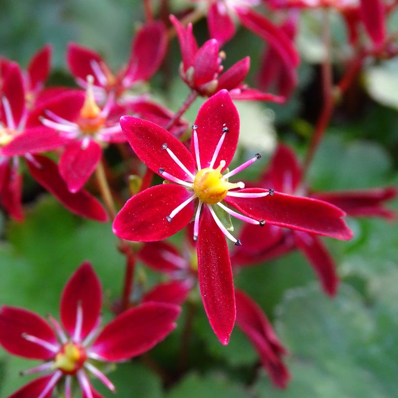 Saxifraga fortunei Beni Tsukasa - Herbst-Steinbrech (Flowering)