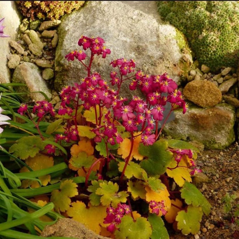 Saxifraga fortunei Gokka - Herbst-Steinbrech (Blüte)