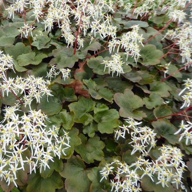 Saxifraga fortunei Wada - Herbst-Steinbrech (Foliage)