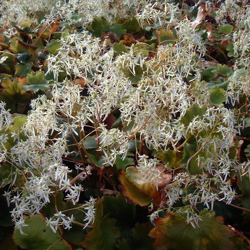 Saxifraga fortunei Wada - Herbst-Steinbrech (Flowering)