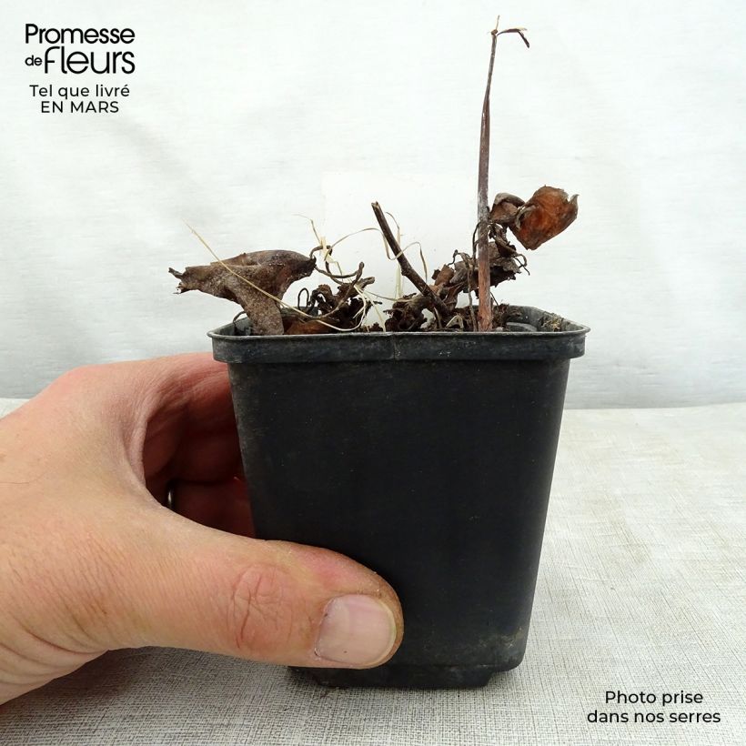 Example of Saxifraga fortunei Wada - Herbst-Steinbrech Kleine Töpfe von 8/9 cm as you get in printemps