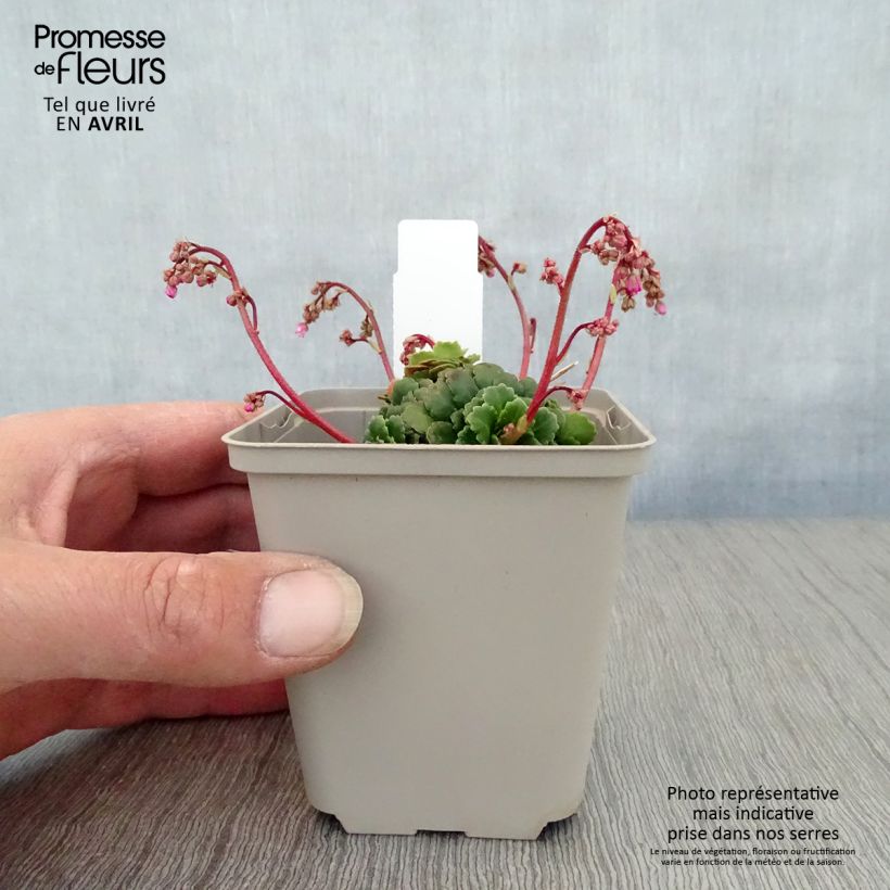 Example of Schatten-Steinbrech Clarence Elliott - Saxifraga umbrosa Kleine Töpfe von 8/9 cm as you get in printemps