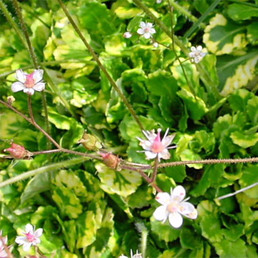 Saxifraga umbrosa Variegata - Schatten-Steinbrech (Foliage)